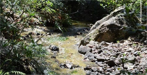 Stream