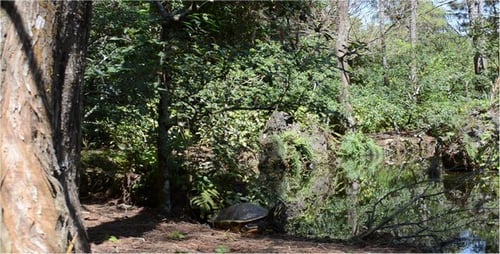 Teich 6