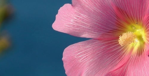 Pink Flower