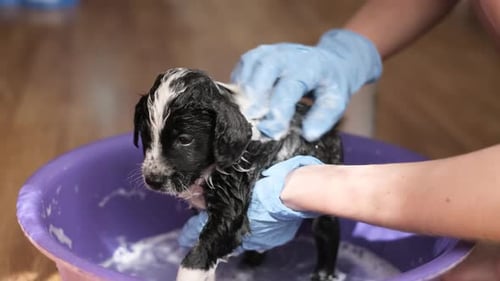 Adorable Puppy Getting a Bath in a Tub