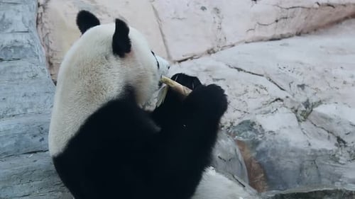 Panda Bear Eats Bamboo in Natural Habitat