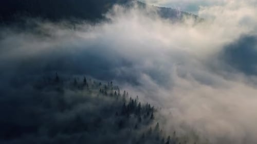 Fly Above Forest Foggy Nature