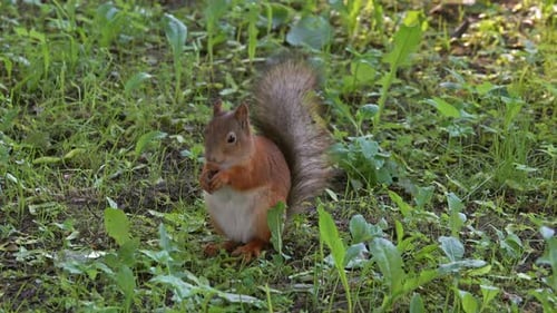 Squirrel with Nut in Summer Park