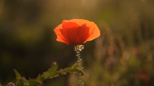 Poppies In Evening Sun