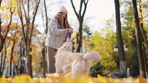 Young Professional Woman Trainer Practicing Outdoor Training with Dog Playing with Rubber Circle at
