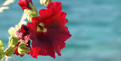 Red Flower on the Beach With Ocean Background