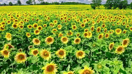 Stunning blooming sunflower field in summer, aerial view