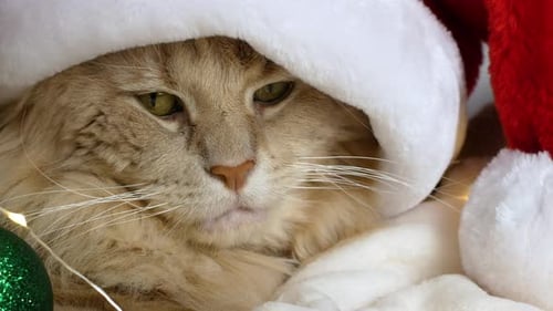 A Christmas cat in a Santa Clays hat is lying on a bed and playing with a Christmas tree toy.