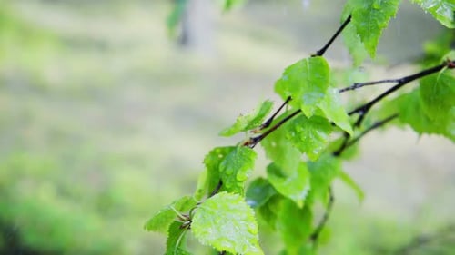 Birch in the rain, slow motion