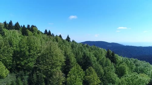 Majestic trees.