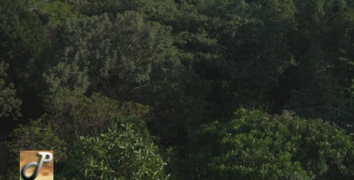 Die Spitze der Bäume