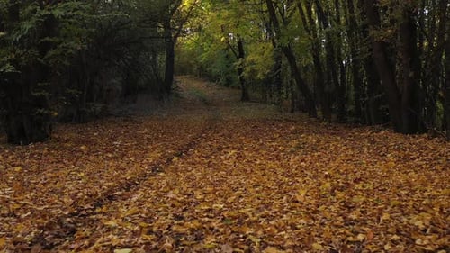 Low Flight Over A Trail Covered With Fallen Leaves In An Autumn Forest