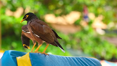 Common Myna