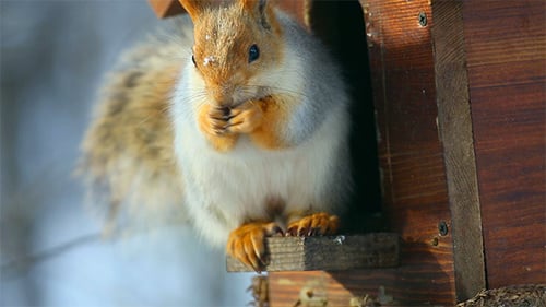 Squirrel