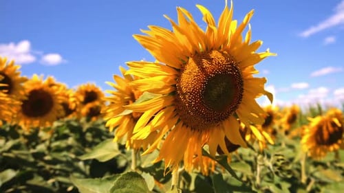 Closeup view of sunflowers. Agriculture. Sunflower field in a beautiful day. Taking sunflower
