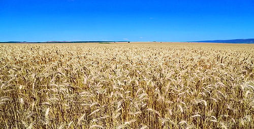 Field Of Wheat