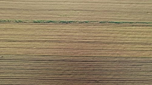 Wheat Field Top View