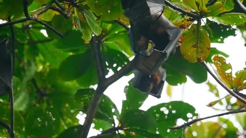 Fliegende Füchse hängen an einem Ast und waschen