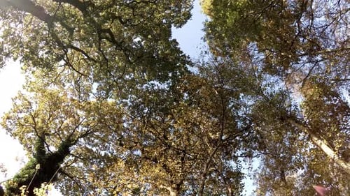 Rotating shot looking up into tree canopy.