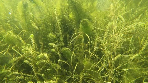 Unter Wasser im See Ukraine