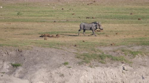 Warthog running on the savanna of Naye-Naye Concession Area