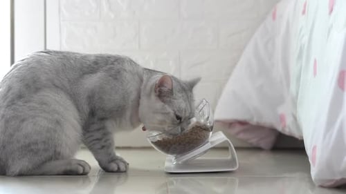 Gray Cat Eating Food in Modern Bowl