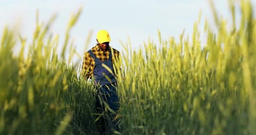 The Farmer Inspects the Harvest in the Wheat Field