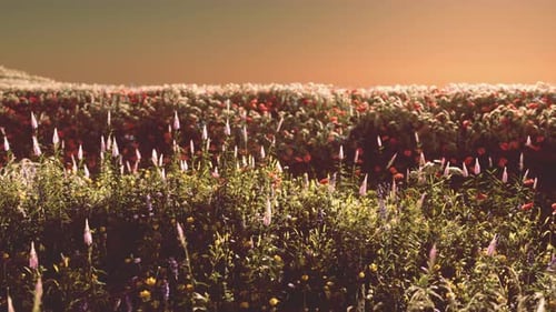 Field with Flowers During Summer Sundown