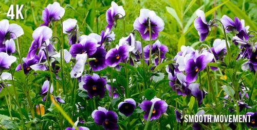 Violet Flowers