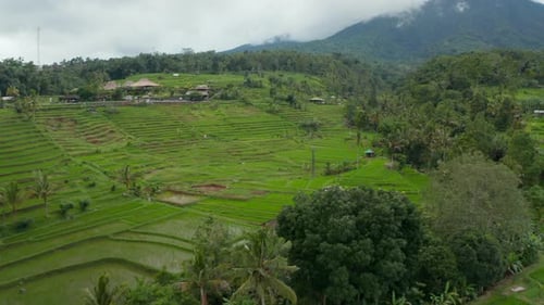 Vast Green Rice Fields on the Hills in Bali