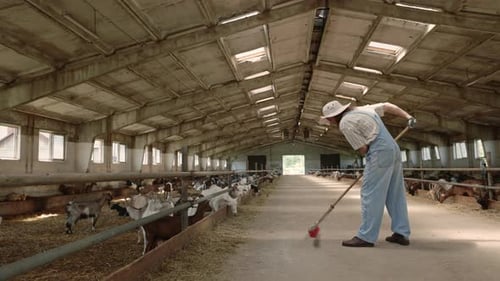 Farm Worker in Denim Overalls Sweeping Ranch with Goats