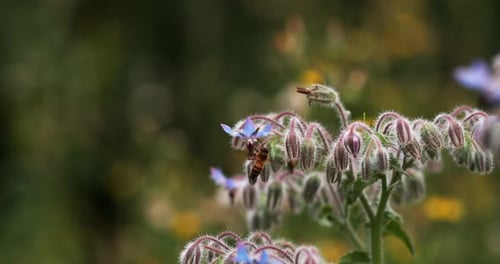 European Honey Bee, apis mellifera, Bee foraging a borage Flower, Insect in Flight, Pollination Act