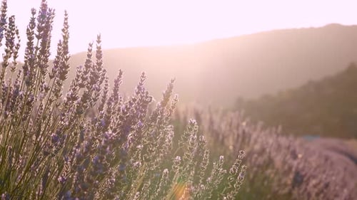 Lavender in the Garden