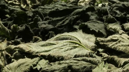 S'inclinant au-dessus de l'ortie commune, Urtica dioica laisse une vidéo 4K