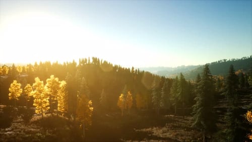 Aerial View of the Beautiful Autumn Forest at Sunset with Green Pine Trees
