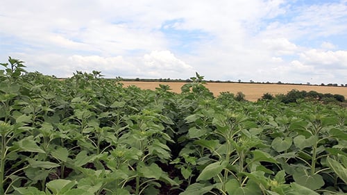 Beautiful Sunflower Plants On Blue Sky