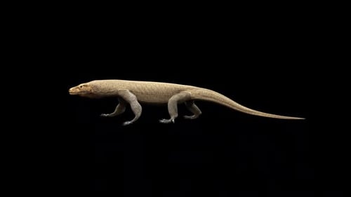 Realistic 3D Komodo Dragon Walking Animation Alpha Channel