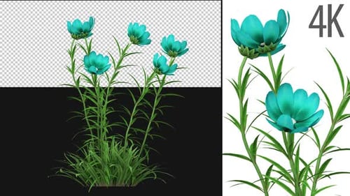 Crecimiento de flores silvestres