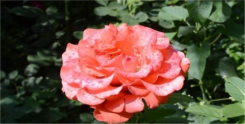Rosen 4