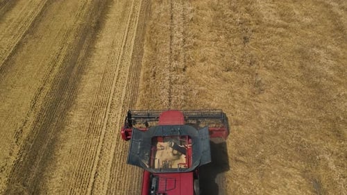 Aerial View of Combine Harvester Agriculture Machine Harvesting Golden Ripe Wheat Field