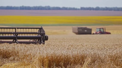Combine harvester on wheat field. Combine harvesting in field of golden wheat