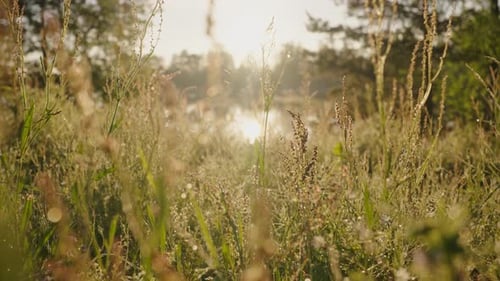 Motion Across Meadow Wild Flowers to River at Back Sunlight