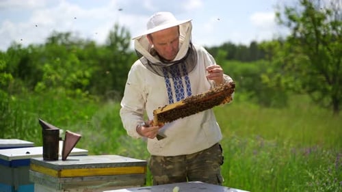 Beekeeper Inspecting Honeycomb Frame in Rural Field