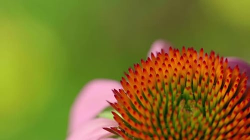 Bumblebee on a Echinacea Flower