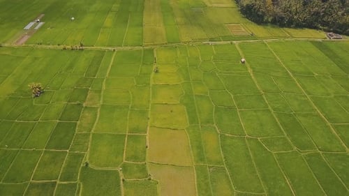 Terrasse: Reisfelder, Bali, Indonesien