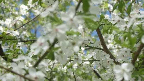 Junge weiße Sakura im Wind Im Park