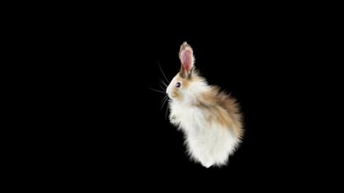 Hase: Tanzen HD