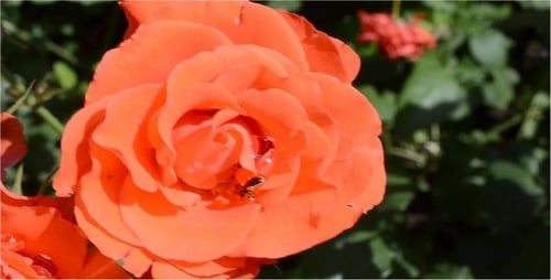 Close Up of an Orange Rose in Garden