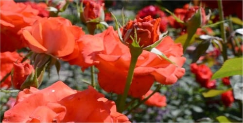 Roses 20