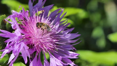 Honeybee Busy in Big Beautiful Flower in Spring Field, Nature Wildlife Shot